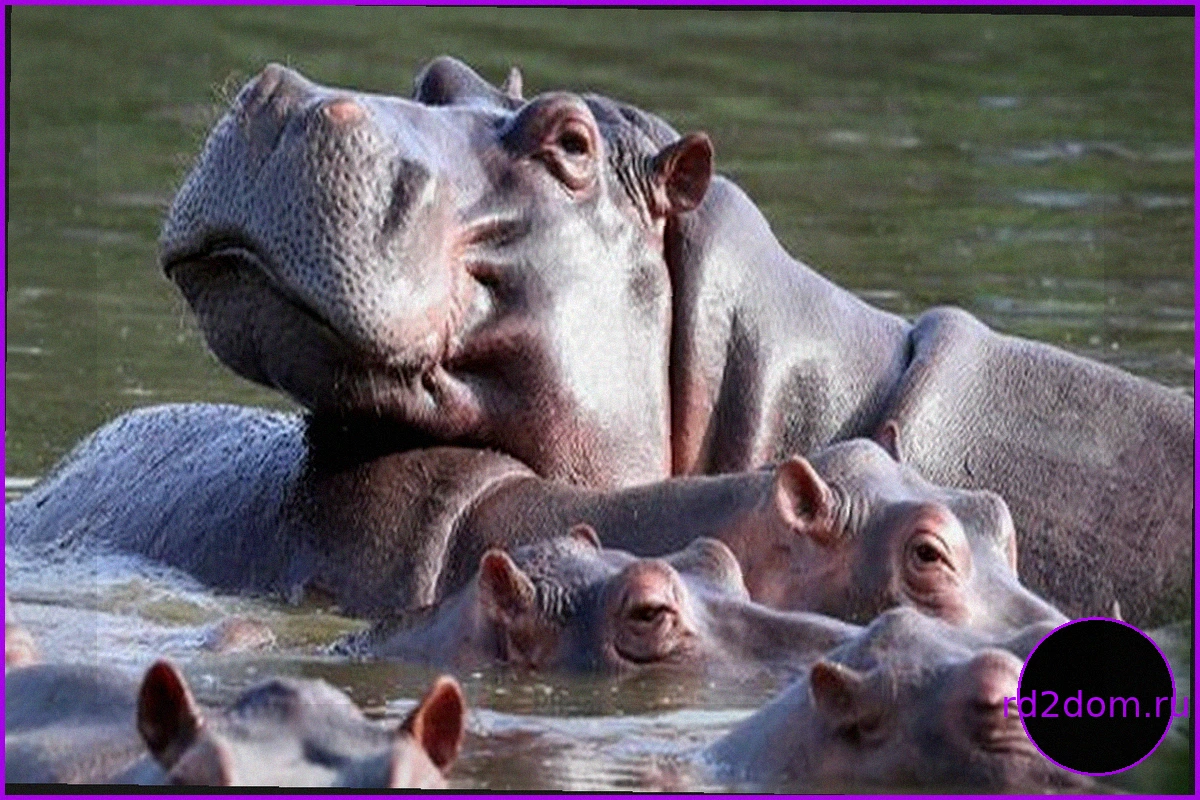 Сын индийского миллиардера хочет приютить 80 "кокаиновых бегемотов" Пабло Эскобара из Колумбии