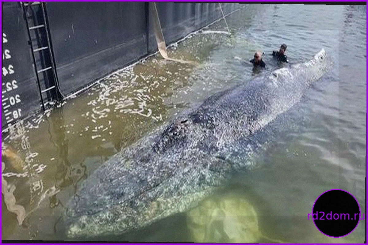 Попытка спасения горбатого кита: «Животное беззащитно перед нагрузкой»